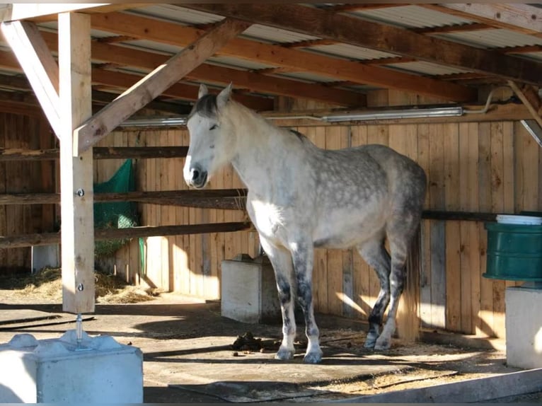 PRE Mix Castrone 9 Anni 164 cm Grigio in Düsseldorf