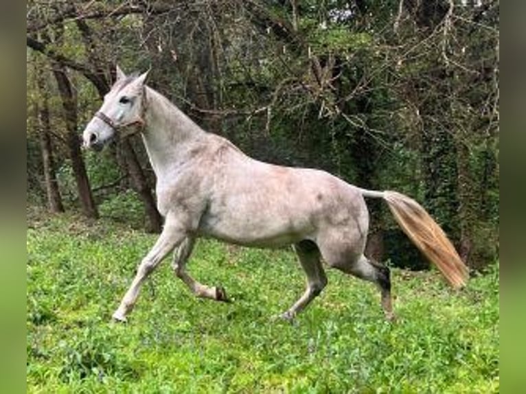 PRE Mix Castrone 9 Anni 164 cm Grigio in Gijon