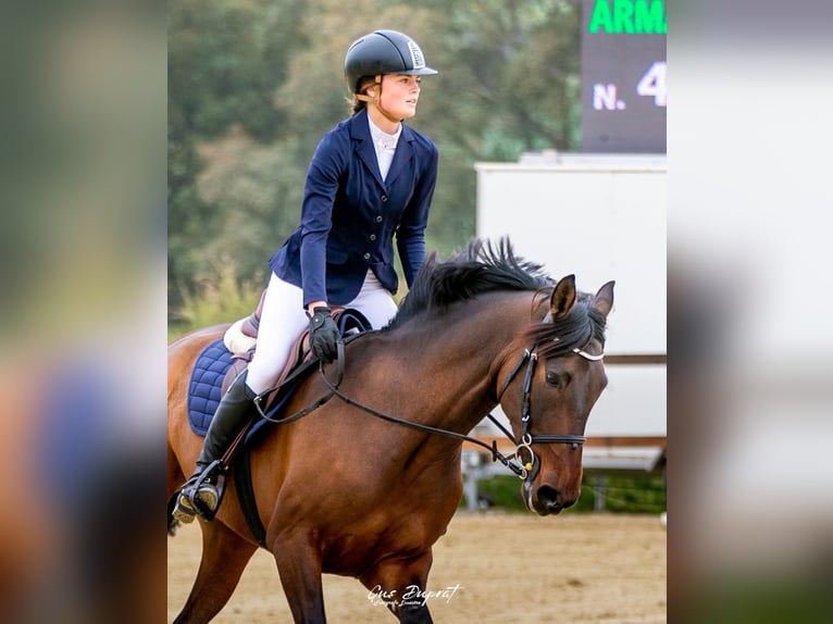 PRE Castrone 9 Anni 165 cm Baio in Knegsel