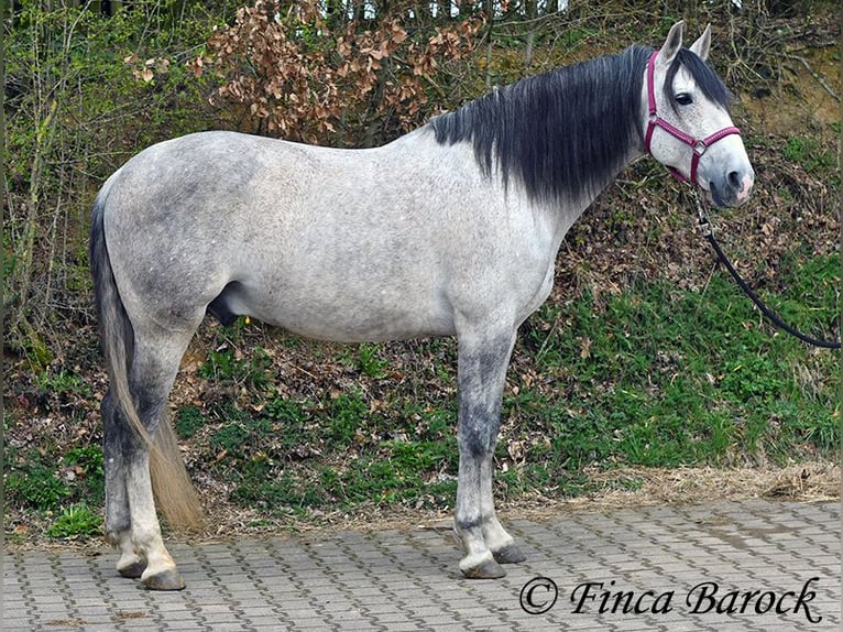 PRE Mix Castrone 9 Anni 165 cm Grigio in Wiebelsheim