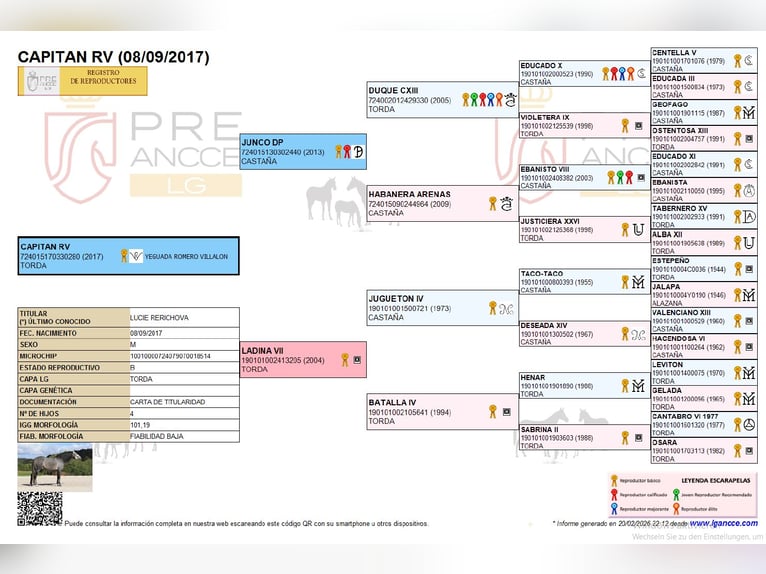 PRE Mix Castrone 9 Anni 165 cm Grigio in Wiebelsheim