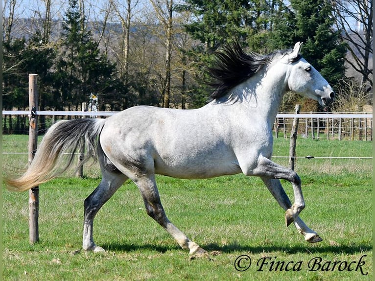 PRE Mix Castrone 9 Anni 165 cm Grigio in Wiebelsheim