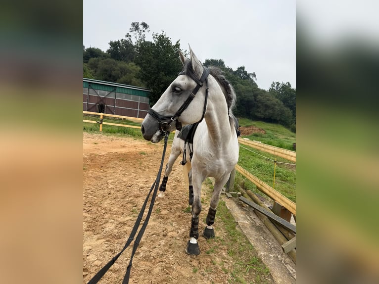PRE Castrone 9 Anni 165 cm Grigio in Solares