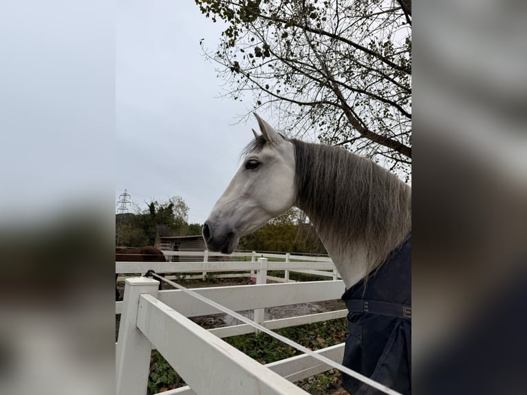 PRE Castrone 9 Anni 165 cm Grigio in Solares