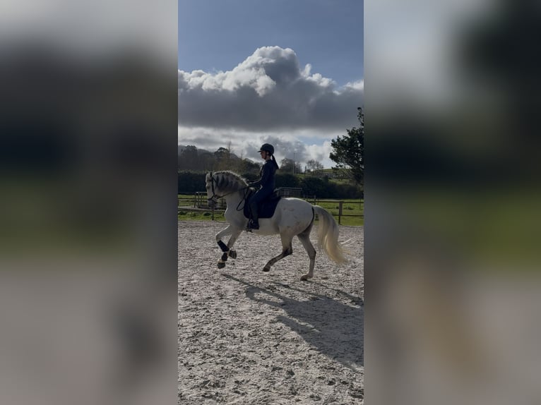 PRE Castrone 9 Anni 165 cm Grigio in Solares