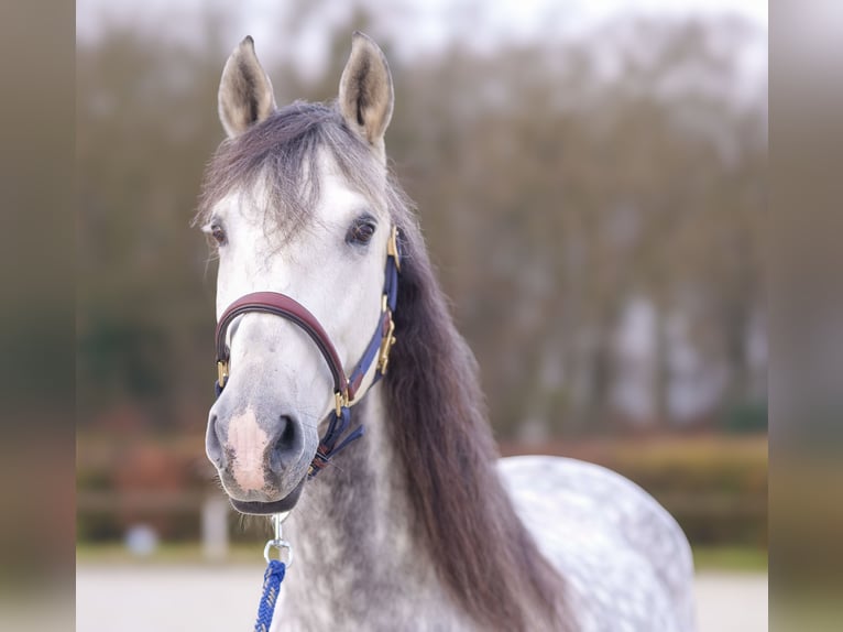 PRE Mix Castrone 9 Anni 165 cm Grigio pezzato in Neustadt (Wied)