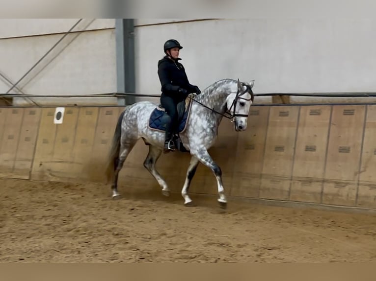 PRE Mix Castrone 9 Anni 165 cm Grigio pezzato in Neustadt (Wied)