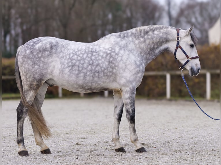 PRE Mix Castrone 9 Anni 165 cm Grigio pezzato in Neustadt (Wied)