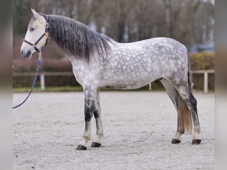 PRE Mix Castrone 9 Anni 165 cm Grigio pezzato in Neustadt (Wied)