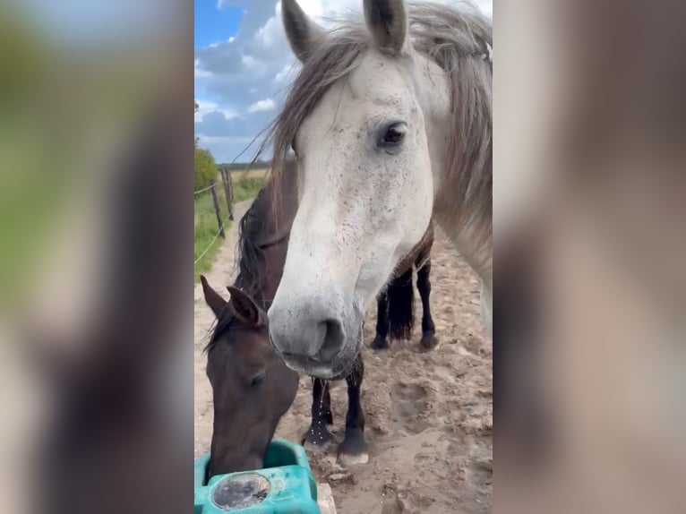 PRE Castrone 9 Anni 165 cm Grigio trotinato in Heiloo
