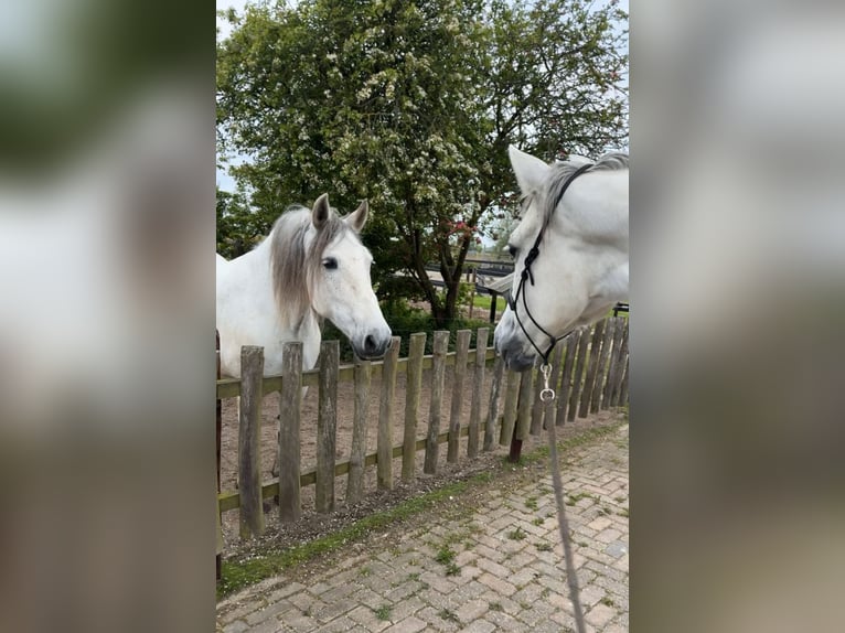 PRE Castrone 9 Anni 165 cm Grigio trotinato in Heiloo