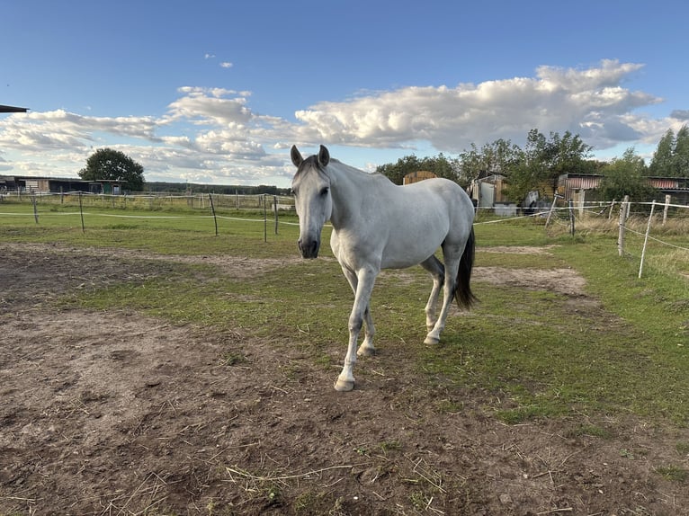 PRE Mix Castrone 9 Anni 165 cm Grigio in Leegebruch