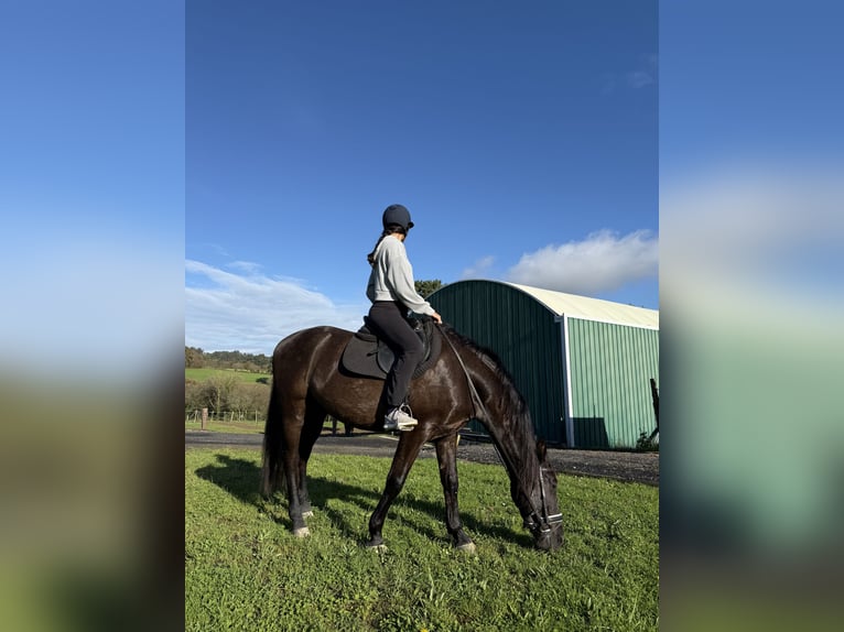 PRE Castrone 9 Anni 166 cm Baio scuro in San Vicente De Elviña