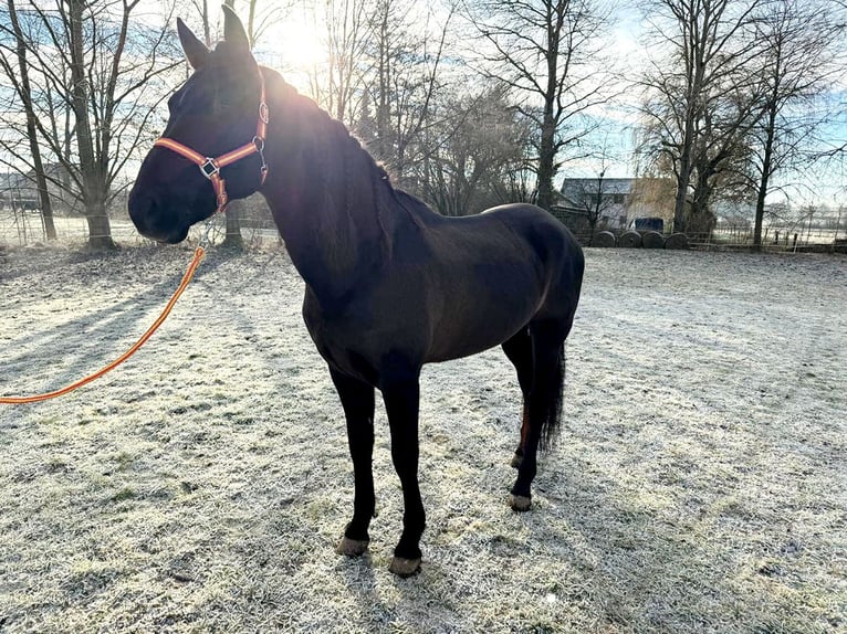 PRE Castrone 9 Anni 166 cm Baio scuro in Reiskirchen