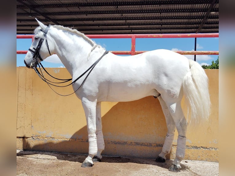 PRE Castrone 9 Anni 166 cm Grigio in Don Benito