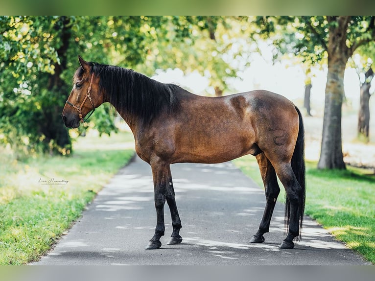 PRE Mix Castrone 9 Anni 167 cm Baio in Hinterhagen