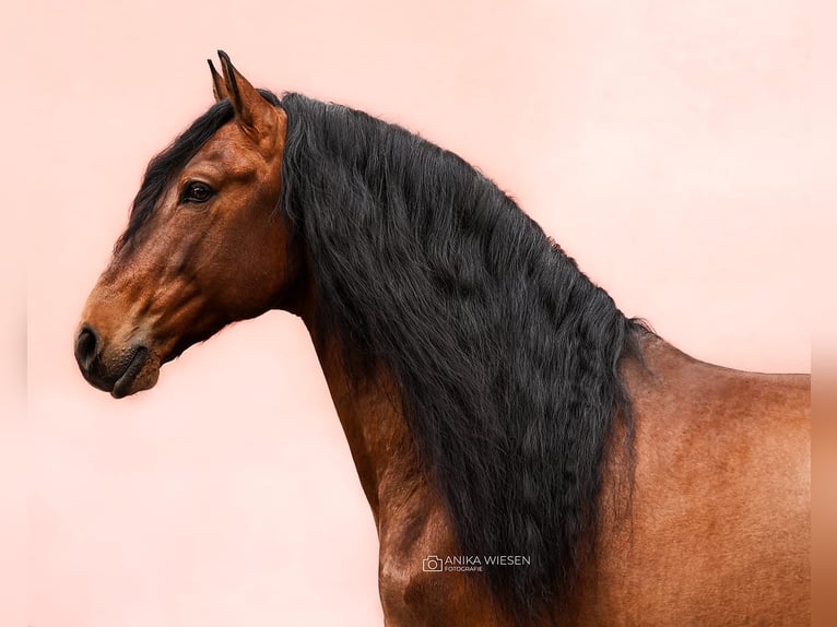 PRE Castrone 9 Anni 168 cm Baio in Ludwigsfelde