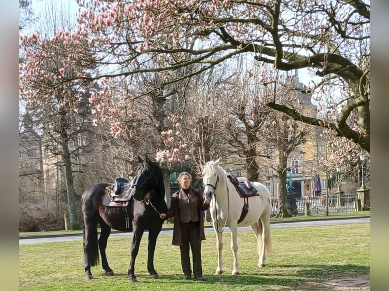 PRE Castrone 9 Anni 168 cm Morello in Wietze