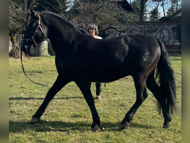 PRE Castrone 9 Anni 168 cm Morello in Wietze