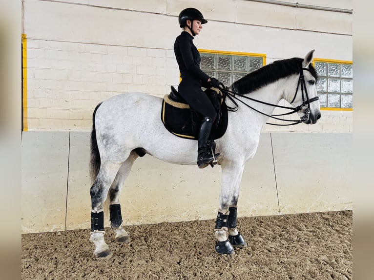 PRE Mix Castrone 9 Anni 169 cm Grigio pezzato in Sottrum