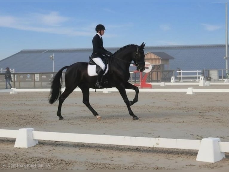 PRE Castrone 9 Anni 169 cm Morello in Champfleur