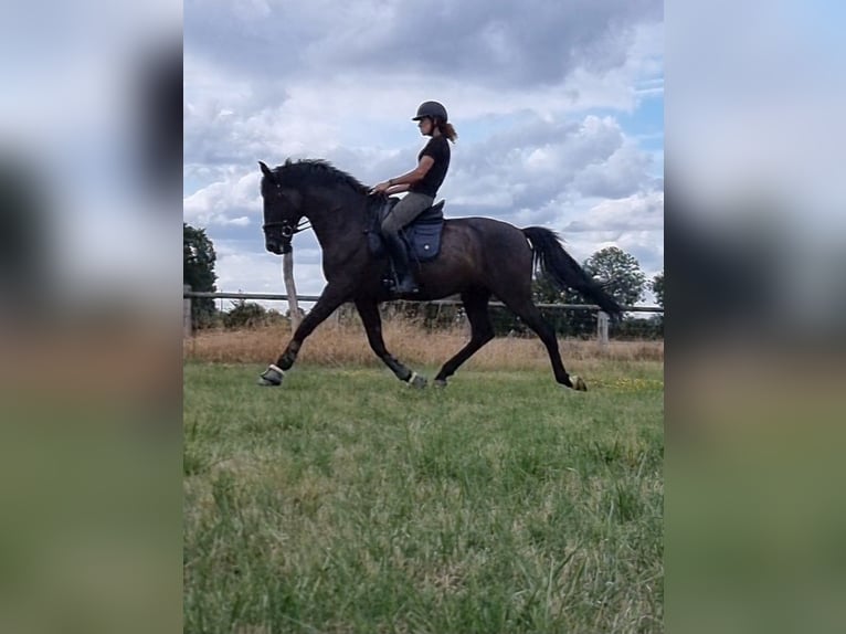 PRE Castrone 9 Anni 169 cm Morello in Champfleur