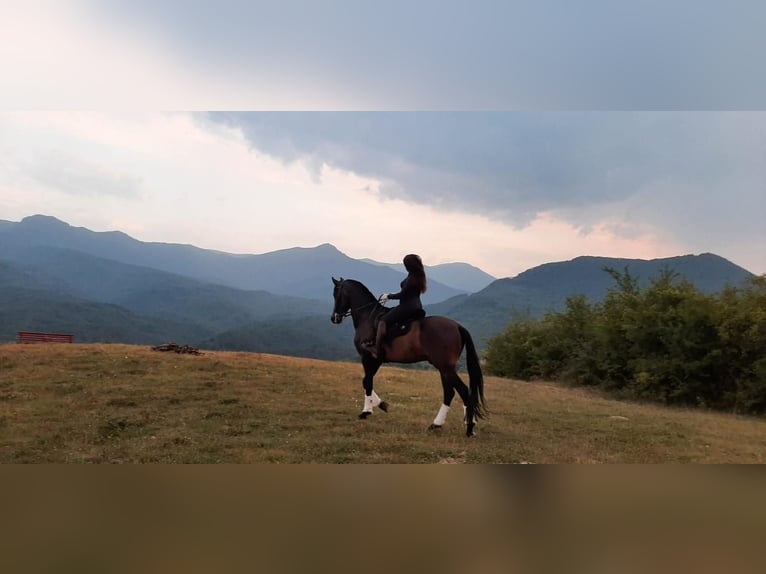 PRE Mix Castrone 9 Anni 169 cm Morello in Априлци / Aprilci