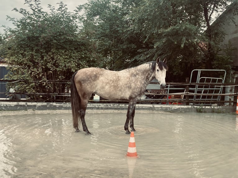 PRE Castrone 9 Anni 172 cm Grigio in Müllendorf