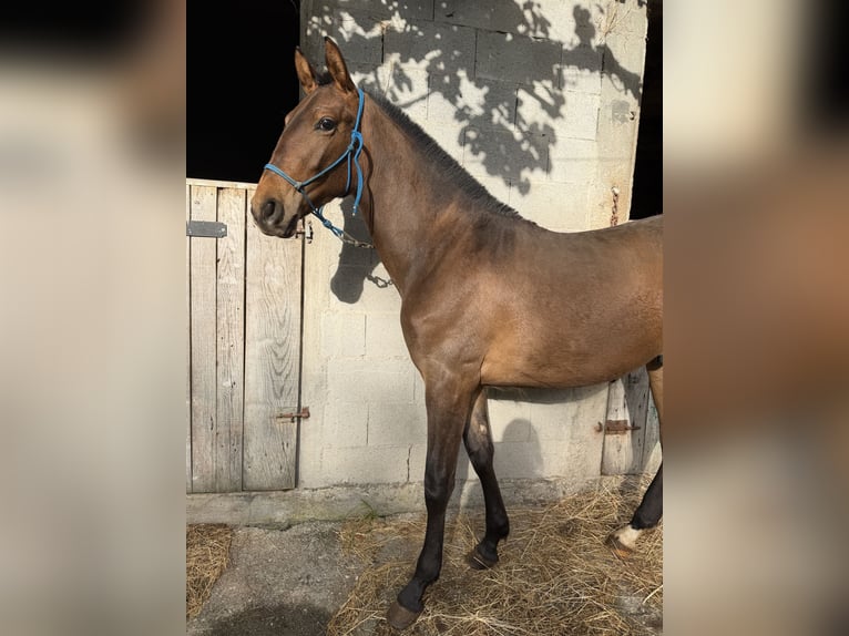 PRE Mestizo Desconocido 1 año 150 cm Castaño in A Barca (Negreira)