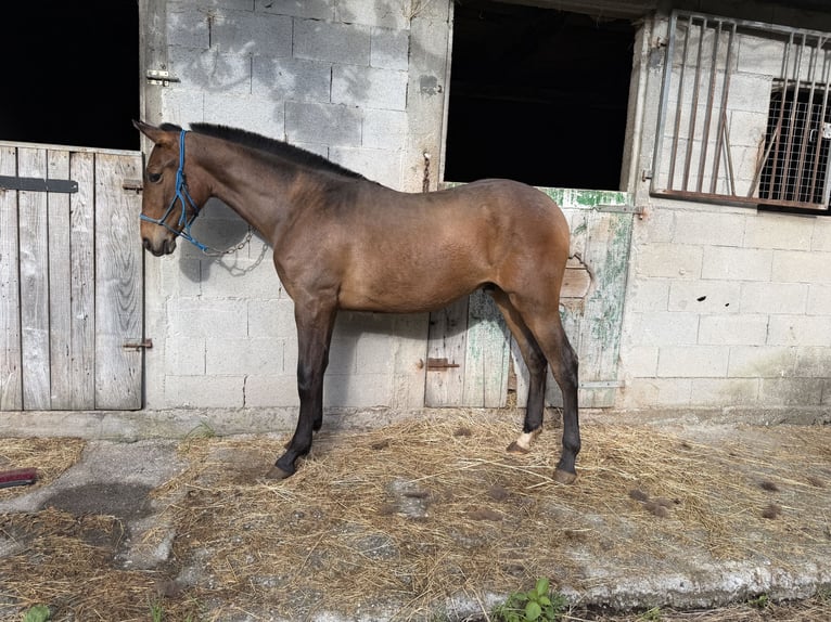 PRE Mestizo Desconocido 1 año 150 cm Castaño in A Barca (Negreira)