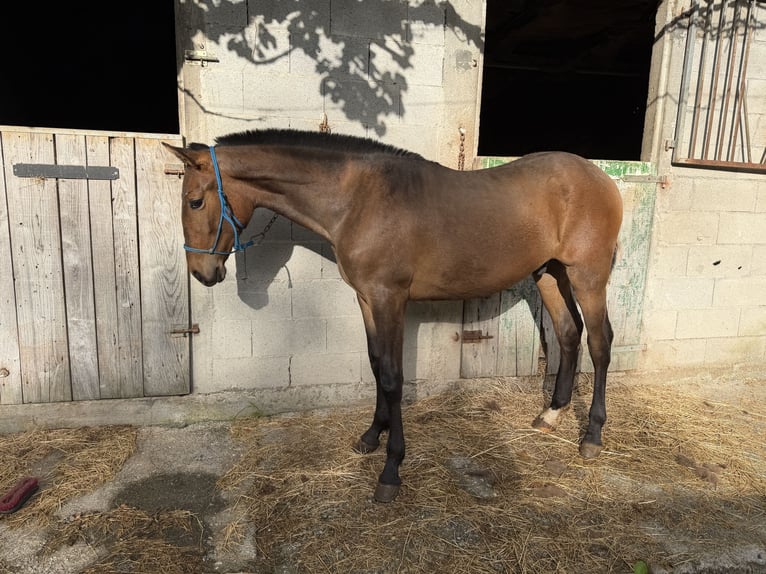 PRE Mestizo Desconocido 1 año 150 cm Castaño in A Barca (Negreira)