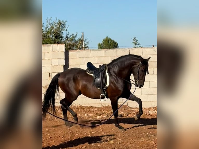 PRE Desconocido 4 años 168 cm Morcillo in Onda
