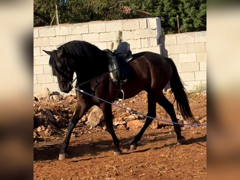PRE Desconocido 4 años 168 cm Morcillo in Onda