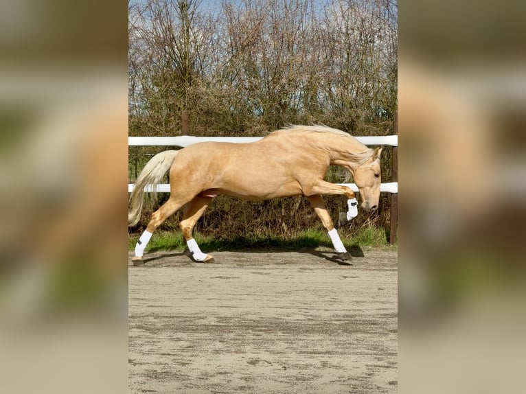 PRE Semental Embrión 177 cm Palomino in Maisonnais