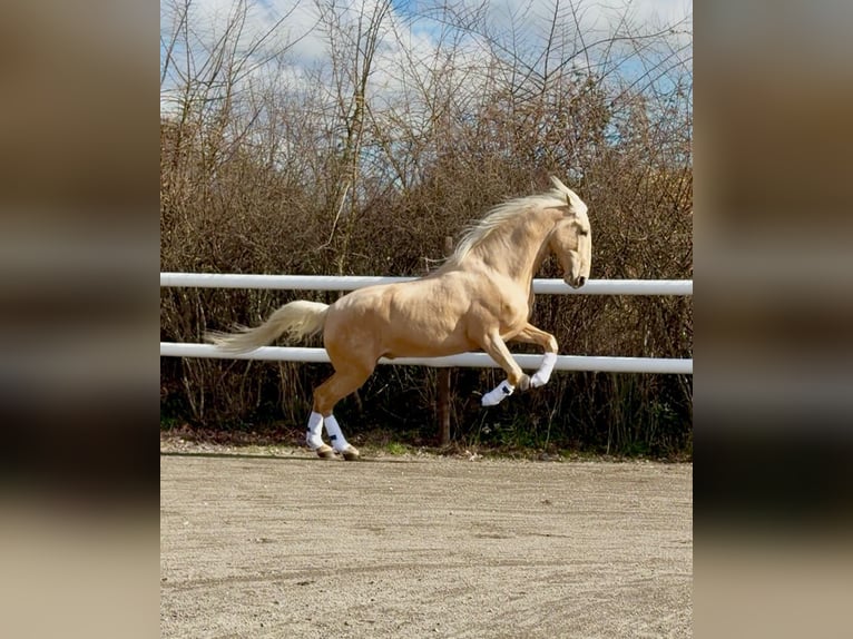 PRE Stallone Embrione 177 cm Palomino in Maisonnais