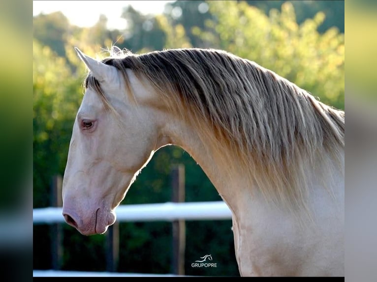 PRE Stallion Embryo 16,1 hh Perlino in Maisonnais