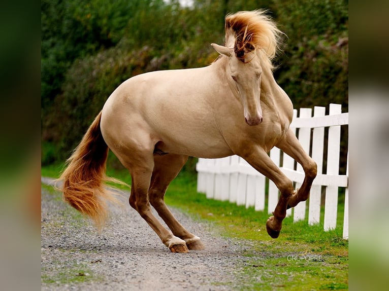 PRE Stallion Embryo 16,1 hh Perlino in Maisonnais
