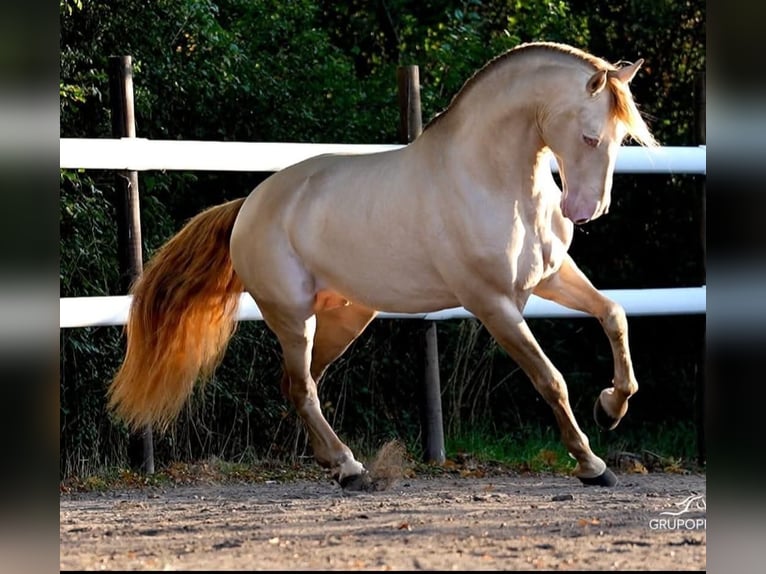 PRE Étalon Embryon 167 cm Perlino in Maisonnais