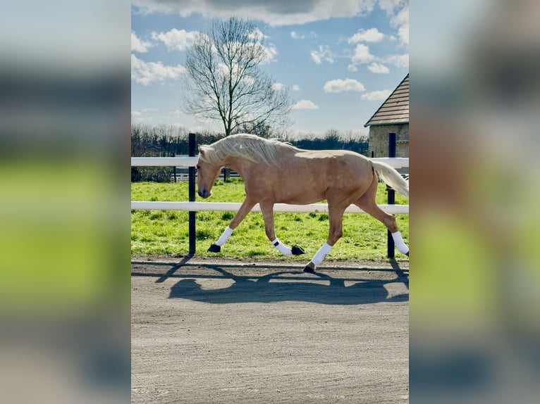 PRE Étalon Embryon 177 cm Palomino in Maisonnais