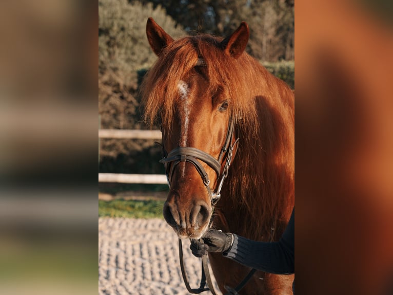 PRE Croisé Étalon 10 Ans 157 cm Alezan cuivré in Peratallada