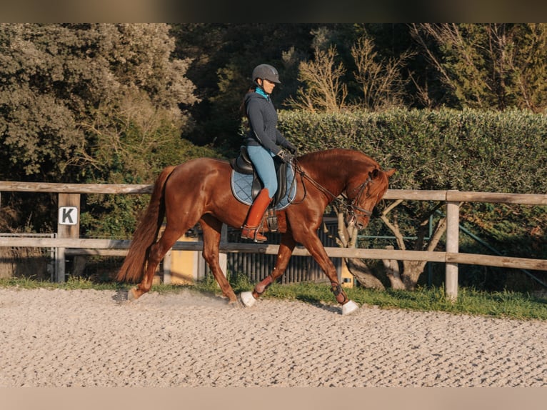 PRE Croisé Étalon 10 Ans 157 cm Alezan cuivré in Peratallada