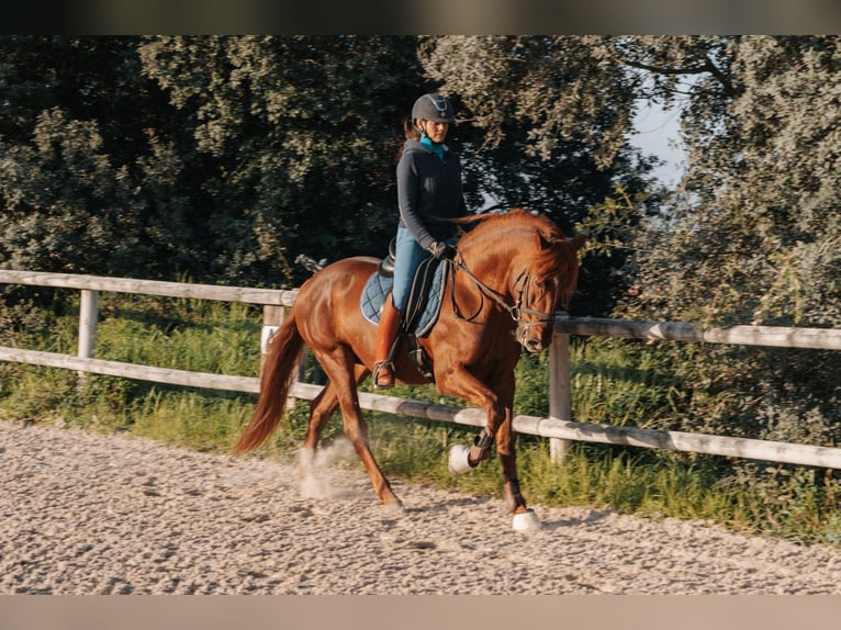 PRE Croisé Étalon 10 Ans 157 cm Alezan cuivré in Peratallada