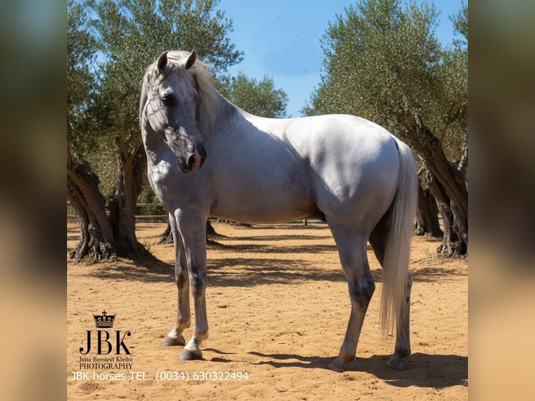PRE Croisé Étalon 10 Ans 158 cm Gris in Tabernas Almeria