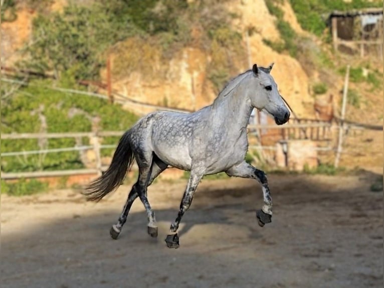 PRE Étalon 10 Ans 160 cm Gris pommelé in Viladecans