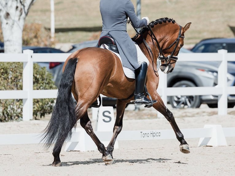 PRE Croisé Étalon 10 Ans 161 cm Bai cerise in NAVAS DEL MADRONO