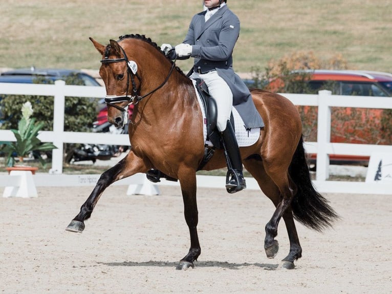 PRE Croisé Étalon 10 Ans 161 cm Bai cerise in NAVAS DEL MADRONO