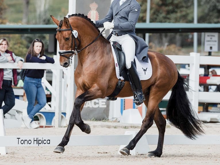 PRE Croisé Étalon 10 Ans 161 cm Bai cerise in NAVAS DEL MADRONO