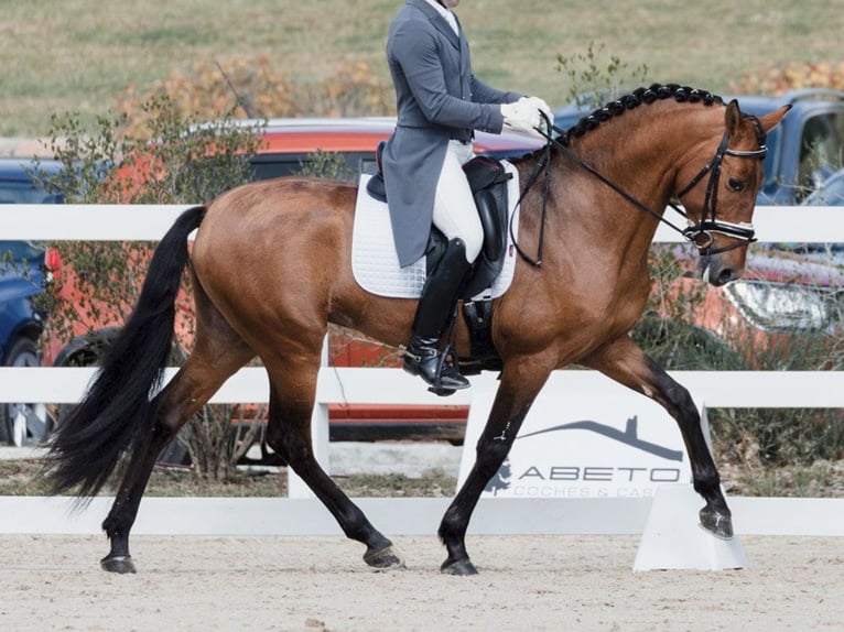 PRE Croisé Étalon 10 Ans 161 cm Bai cerise in NAVAS DEL MADRONO