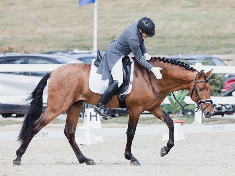 PRE Croisé Étalon 10 Ans 161 cm Bai cerise in NAVAS DEL MADRONO