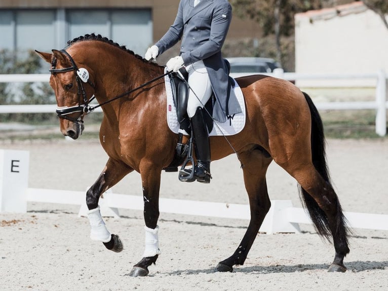 PRE Croisé Étalon 10 Ans 161 cm Bai cerise in NAVAS DEL MADRONO